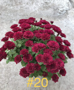 20