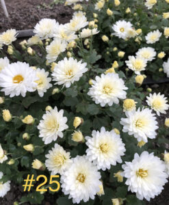 25