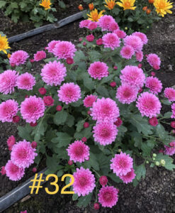 32