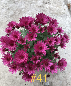 41