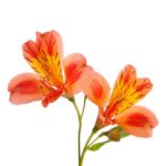 Alstromeria home img