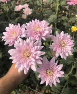 Baltica Pink
