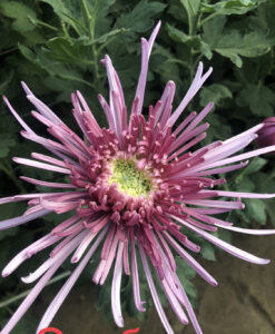 Elbrus Pink