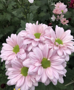 Kenedi Pink