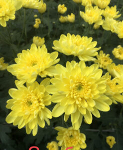 Zembla Yellow