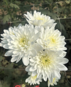 Zembla White