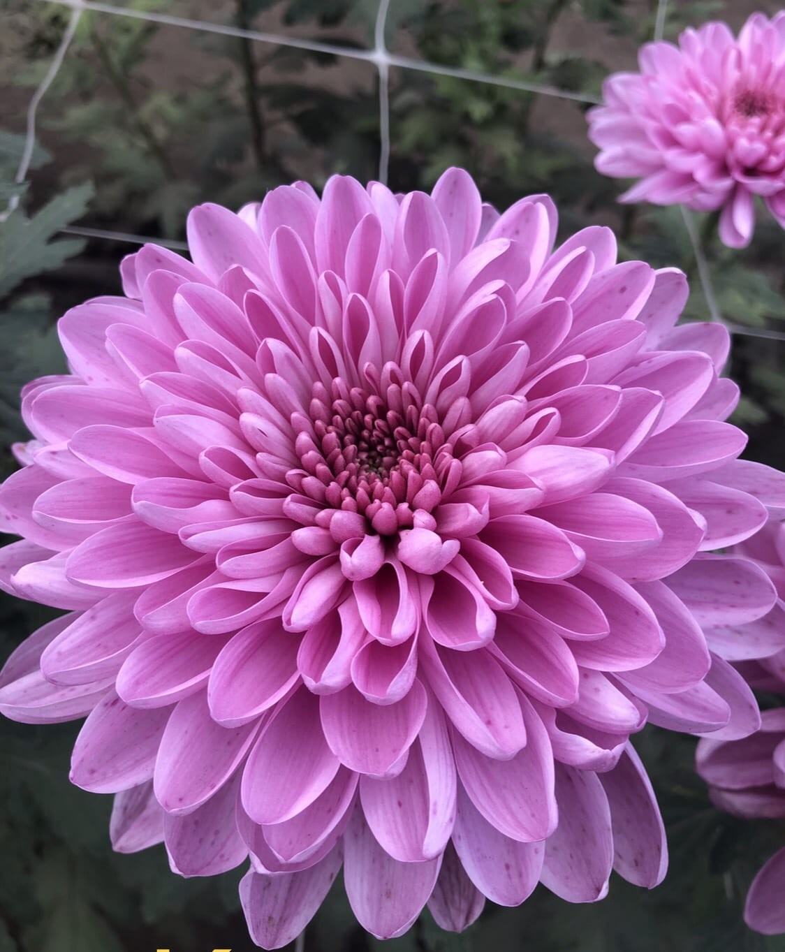 Mini button Image