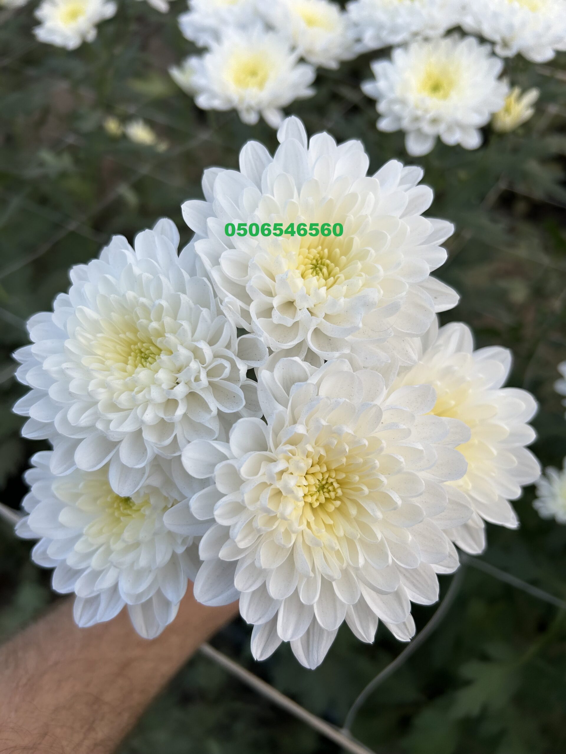 Mini button Image