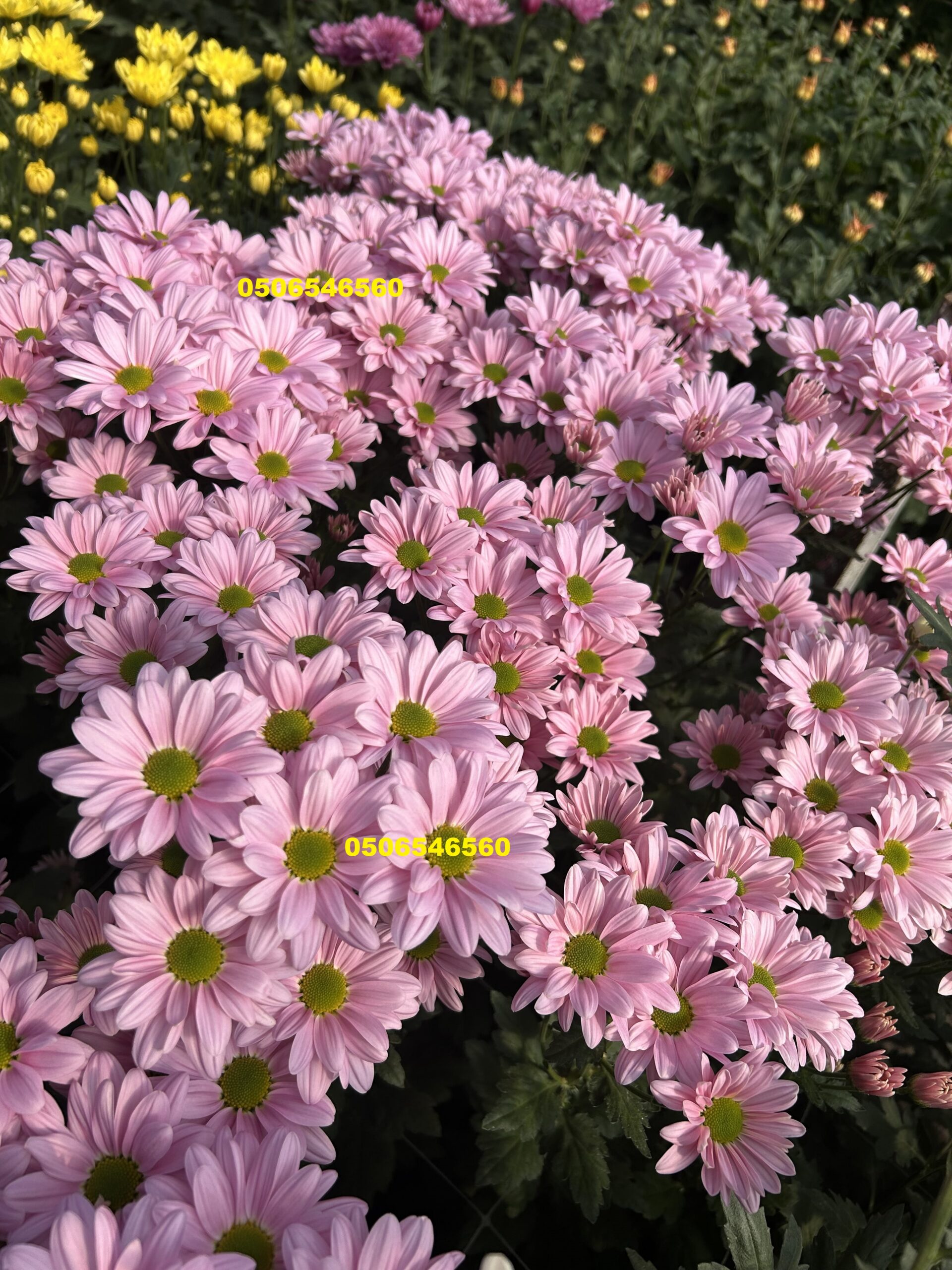 Mini button Image