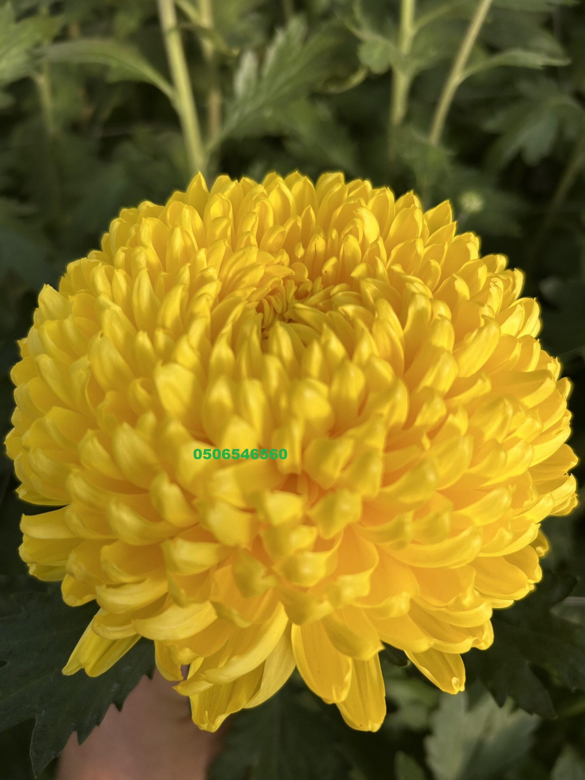 Mini button Image