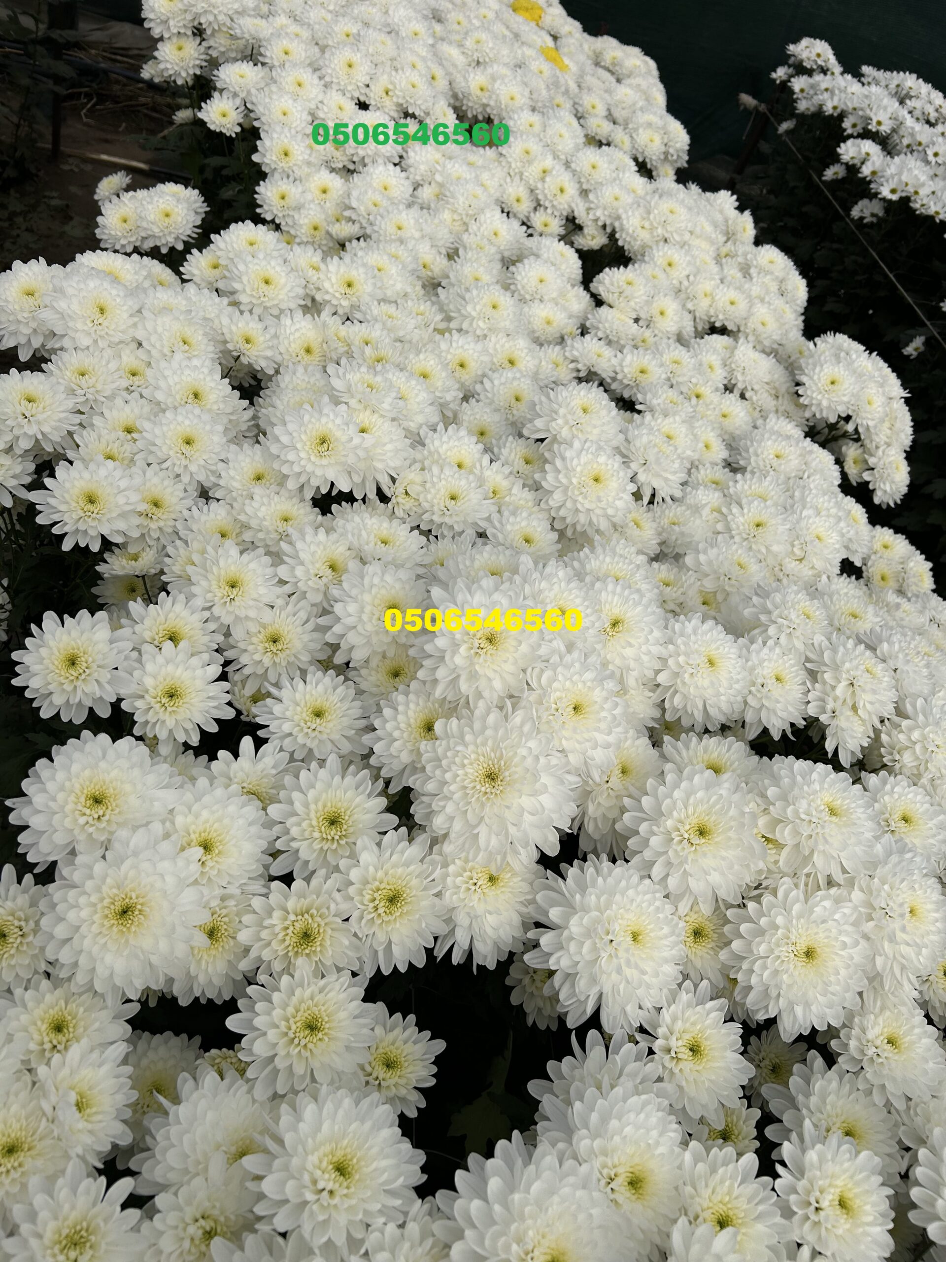 Mini button Image