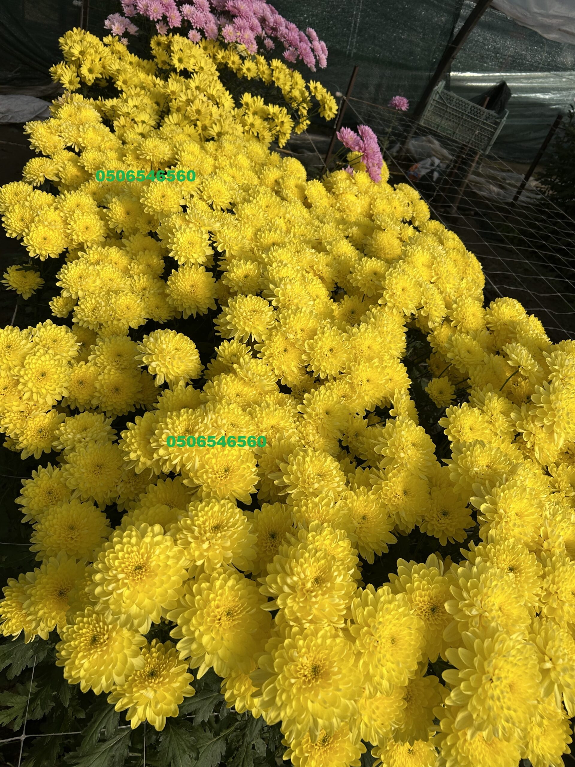 Mini button Image